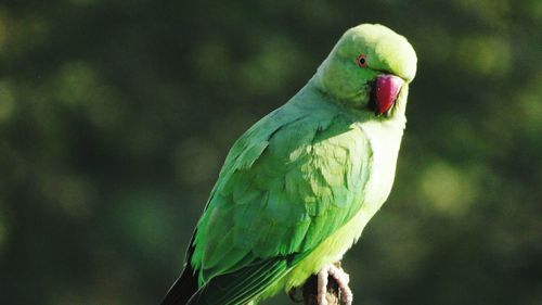 Close-up of bird perching outdoors