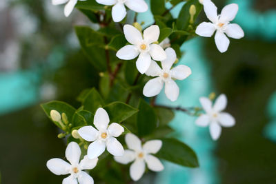 Close-up of white flowering plant