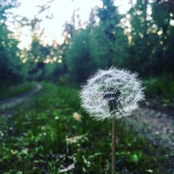 Close-up of dandelion