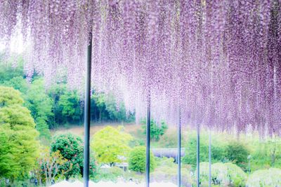 Scenic view of purple flower trees