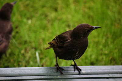 Close-up of bird perching on wood