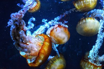 Close-up of jellyfish swimming in aquarium
