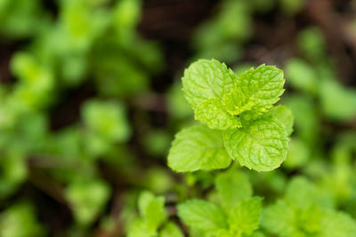 Close-up of fresh green leaves