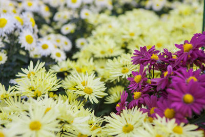 Close-up of yellow flowers blooming outdoors