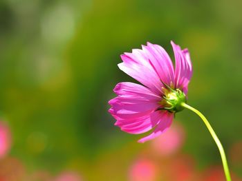 Close-up of pink flower