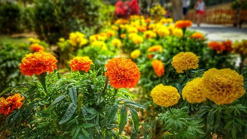 Close-up of marigold blooming in park