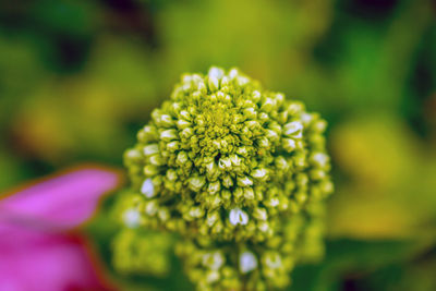 Close-up of flowering plant