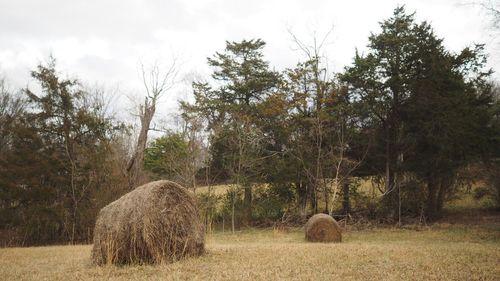 Hay bales on field against trees