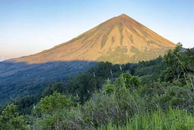 View of trees on mountain