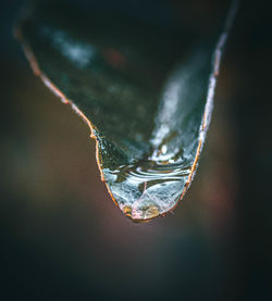 Close-up of frozen plant