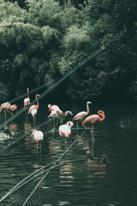 Birds in lake