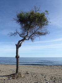 Tree by sea against sky