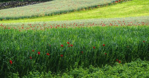 Red poppy flowers growing on field