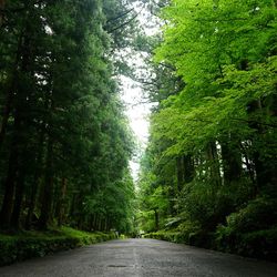 Road amidst trees against sky