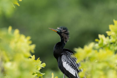 Anhinga showing off its breeding plumage from its perch in the top of some trees.