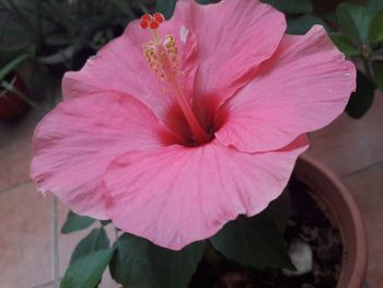 Close-up of pink hibiscus flower