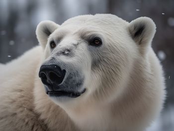 Close-up of white bear