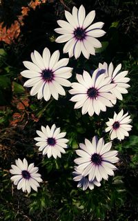 Close-up of white daisies blooming in field