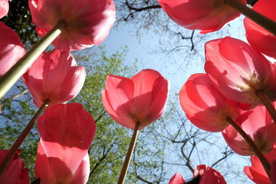 Low angle view of pink flowers blooming on tree