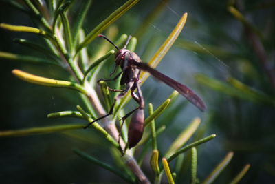 Close-up of insect on plant