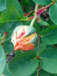 Close-up of insect on plant