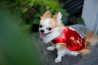 Close-up of a dog looking away