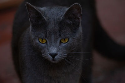 Close-up portrait of a cat