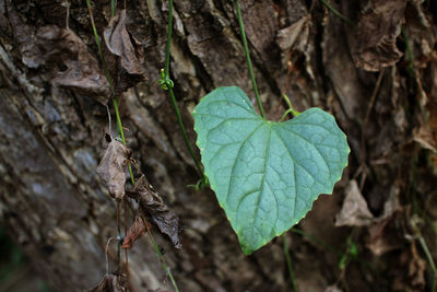 Close-up of leaves on tree trunk