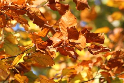 Close-up of plant in autumn leaves