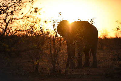 View of elephant on field during sunset