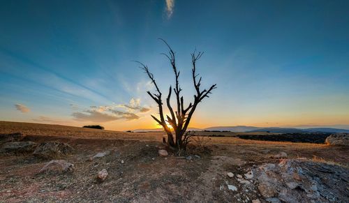 Bare tree on field against sky during sunset