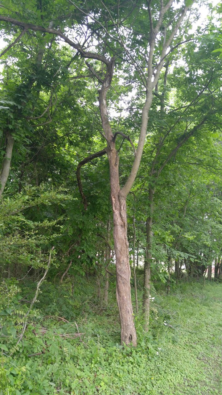 VIEW OF TREES IN PARK