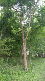 Trees growing in park