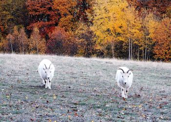View of sheep on field during autumn