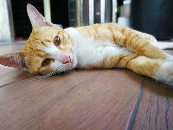 Portrait of cat lying on wooden floor