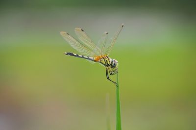 Close-up of dragonfly on plant