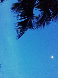 Low angle view of palm tree against blue sky
