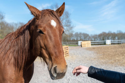 Close-up of a horse