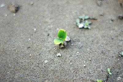 High angle view of green plant