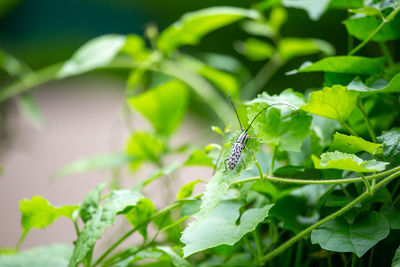 Close-up of insect on plant