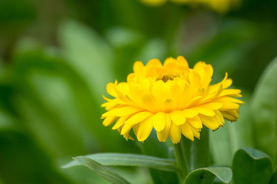 Close-up of yellow flowering plant