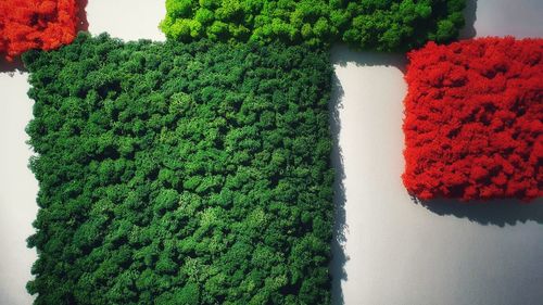 Close-up of red flowering plants against trees