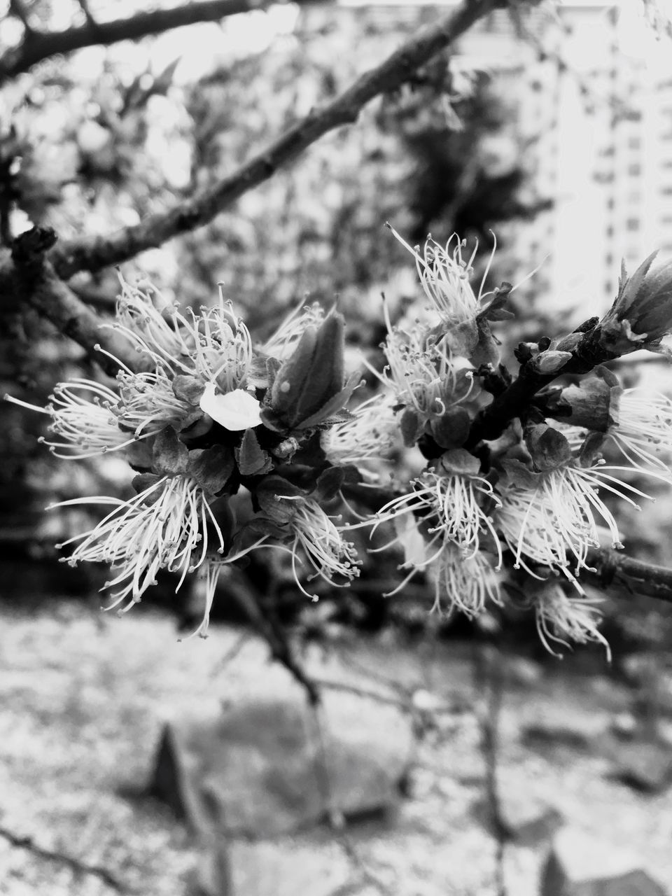 flower, freshness, growth, fragility, flower head, close-up, petal, focus on foreground, beauty in nature, nature, plant, blooming, in bloom, pollen, springtime, blossom, selective focus, day, botany, outdoors