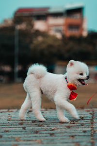 Close-up of a dog looking away