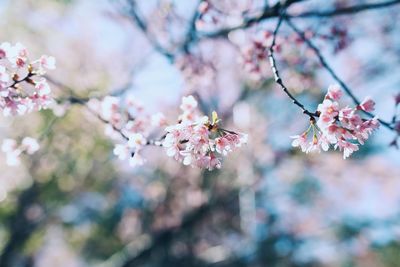 Close-up of pink cherry blossom tree