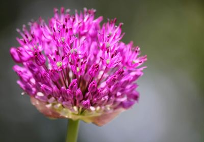 Close-up of pink flowering plant