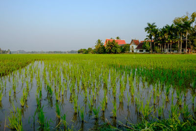 Scenic view of agricultural field against sky