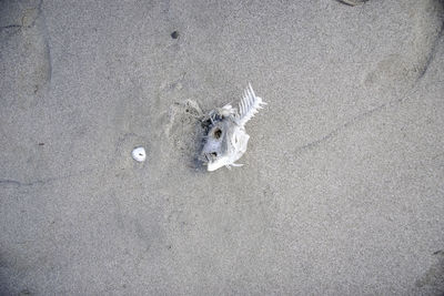 High angle view of fish on sand