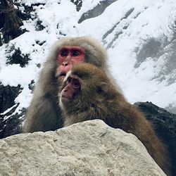 Monkey on rock in snow