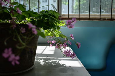 Close-up of potted plant on table by window